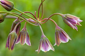 Image result for Nectaropetalum