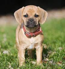 Puggle Puggle Puppies Puggle Dogs Puggle Puppies For Sale