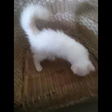 Kucing anggora merupakan suatu kucing yang termasuk ke dalam kucing domestik, kucing jenis anggora merupakan suatu hewan peliharaan yang sangat lucu dan juga menggemaskan dengan gambar kucing anggora bulu warna putih. Wts Anak Kucing Anggora Persia Putih Kuning Cream Lucu 4 Bulan