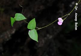 Image result for Dolichos sericeus