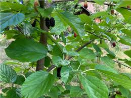 How to grow unusual fruits Unusual Fruits That Can Be Grown In New Hampshire Unh Extension