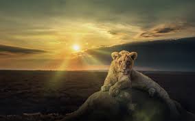 Maybe you would like to learn more about one of these? 2560x1600 White Lion 2560x1600 Resolution Wallpaper Hd Animals 4k Wallpapers Images Photos And Background Wallpapers Den