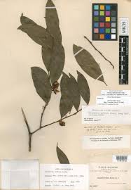 Image result for Heisteria zimmereri