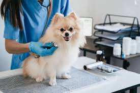 Recognizing a Pet Emergency: Signs Your Dog or Cat Needs Immediate Care -  WesVet