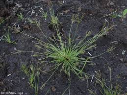 Image result for Fimbristylis aphylla