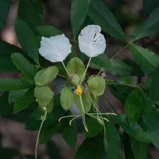 Image result for Cadaba glaberrima