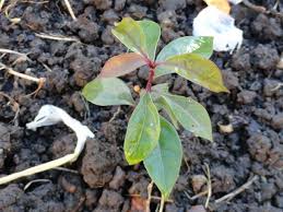 Identifying a plant is of interest to all plant lovers, whether we are talking about houseplants by knowing what we are looking at, we'll be able to identify the needs of particular plants and. What Is This Unusual Fruit Seedling Gardening Landscaping Stack Exchange