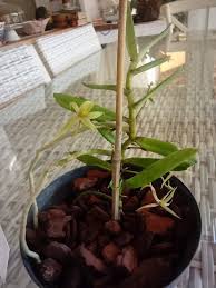 Image result for Angraecum moandense