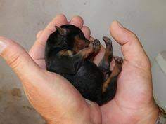 Find Out Additional Info On Miniature Pinscher Check Out Our Internet Site Miniaturepinsche Miniature Pinscher Puppy Doberman Pinscher Puppy Mini Pinscher