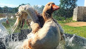 Find out how to maintain your pool with this instructional guide from bunnings warehouse. Keep Your Geese And Ducks Cool During Summer Hobby Farms