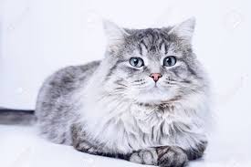 Maybe you would like to learn more about one of these? Close Up View Of A Gray Tabby Cute Kitten With Blue Eyes Pets Stock Photo Picture And Royalty Free Image Image 148564974