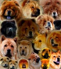 We did not find results for: Si Huang Ti Chow Chows Home Facebook