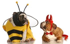 These halloween costumes for cats are just as cute as your pet! In It To Win It How To Win Washington Pet Costume Contests Washingtonian Dc