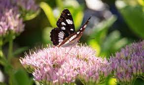 Butterflies like warmth so choose sunny, sheltered spots when planting nectar plants. Dream Gardens Grow Top Flight Flowers Express Co Uk