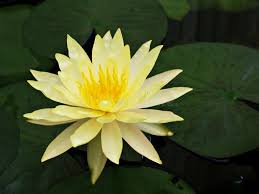 Image result for Nymphaeaceae