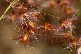 Image result for Melinis repens