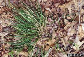 Image result for Carex cognata