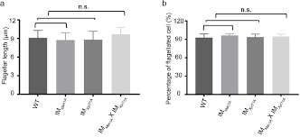 Altered N Glycan Composition Impacts Flagella Mediated Adhesion In Chlamydomonas Reinhardtii Elife