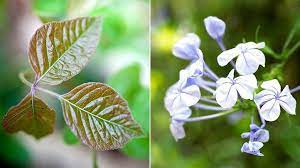 It's also rich in minerals that protect skin from external damage, like sun exposure. Plants That Can Cause A Rash Everyday Health