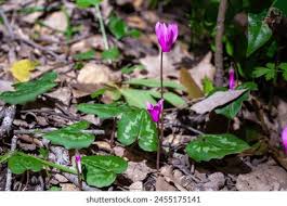 Image result for Hylodesmum repandum