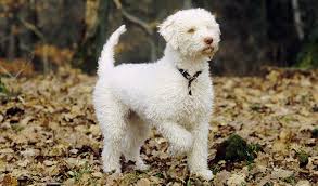As such, we take great pride in creating a safe, healthy and loving environment for their early development. Lagotto Romagnolo Breed Information