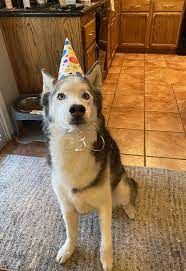 Real Estate Marketing Reviews Reddit Meet Jake He Is Celebrating His 13th Birthday Today Aww Pet Adoption Animal Pictures
