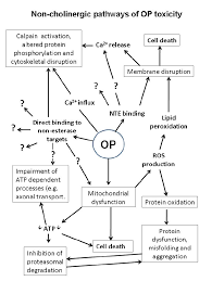 Image result for Cholinergic Toxicity