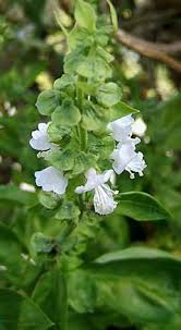Image result for Ocimum basilicum