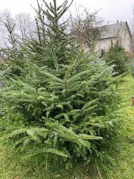 Vânzătorii spun că, cel mai des, moldovenii preferă. Brazi Naturali De Vanzare Home Facebook