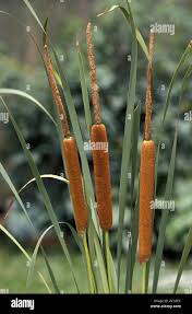 Image result for Typha capensis