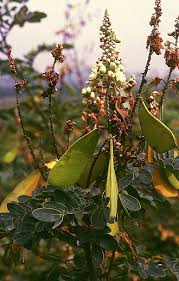 Image result for Englerodendron mengei