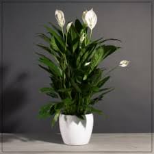 We proud ourselves as being the leading florist in kansas city. Sympathy And Funeral Flowers Delivery Kansas City Fiddly Fig