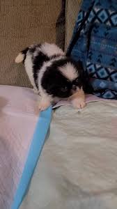 Read more about this dog breed on our japanese chin breed information page. Erin Friends Japanese Chins Home Facebook