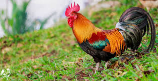 Why have a rooster? 5 top reasons why ...