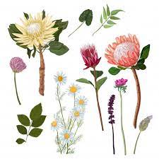 Protea And Others Flowers Watercolor Flower Background Flower Drawing Plant Drawing