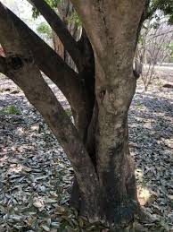 Image result for Craibia grandiflora