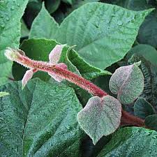 Image result for Actinidia