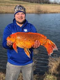 Photo courtesy of eugene braig/ohio sea grant. Man Catches 20 Pound Goldfish In Kentucky Using Leftover Biscuit