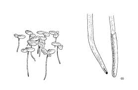 Image result for Lemna