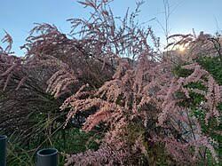 Image result for tamarix ramosissima pink cascade