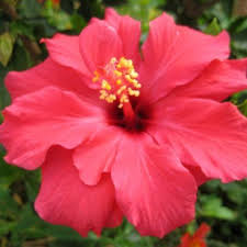 Hibisco Flores De Hibisco Flores Tropicais Hibisco