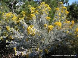 Image result for Tacazzea rosmarinifolia