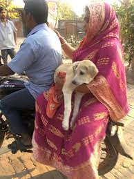 Please note, these dogs are from rescues and shelters nationwide and are not available through the aspca. Dog Adoption In Kolkata 7 Ngos You Can Contact