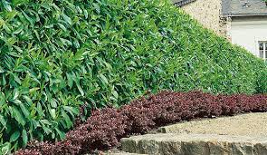 Gardening in south florida, i frequently came across various species of fig trees (ficus spp.) harshly pruned back and trimmed monthly to maintain a tall, dense hedge. Fast Growing Hedges For Privacy Instanthedge Blog