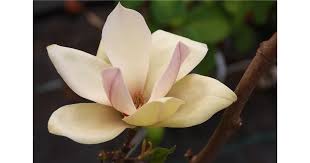 Image result for magnolie sunsation