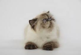 There are several varieties that are almost breeds unto themselves including the himalayan cat and the chinchilla. How Much Does A Himalayan Cat Cost Pricing Factors Faqcats Com