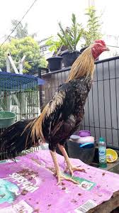Katuragan hebat yang dimiliki ayam jenis wido,jalu cantel,jengger,bulu bagus,kaki. 101 Gambar Ayam Wido Jalak Hd Gambar Pixabay