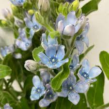 Image result for Oxypetalum