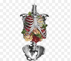 Bone rib cage thoracic vertebrae, skeleton transparent background png clipart. Rib Cage Png Images Pngegg