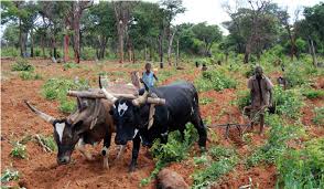 Image result for Combretum celastroides